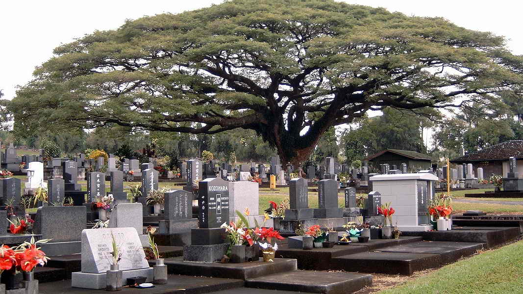 Hilo, Alae Cemetery met regenboom of Monkey Pad Tree, 3-2-2005 Hilo, Alae Cemetery met regenboom of Monkey Pad Tree, 3-2-2005