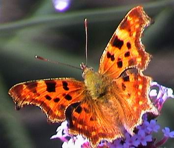 Teken van Leven (foto in eigen tuin)