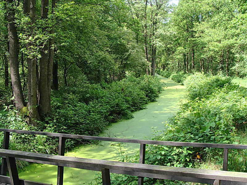 Oud-Avereest, alles groen .., 31-5-2014