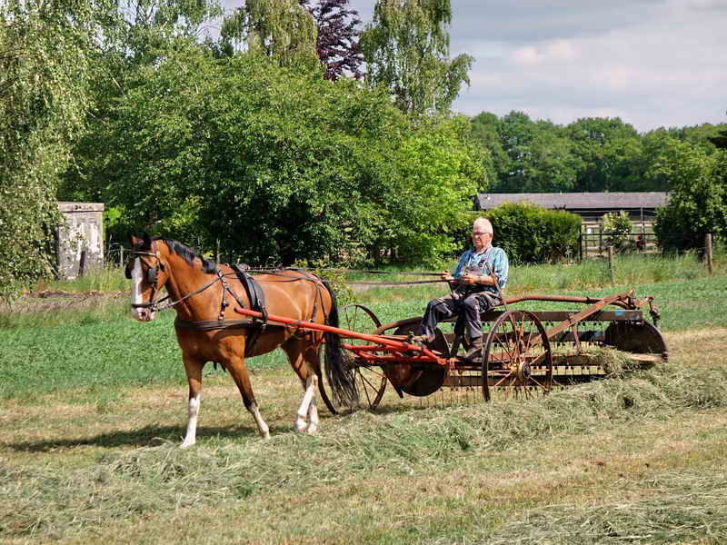 Wapenveld, hooi schudden, 20-5-2020
