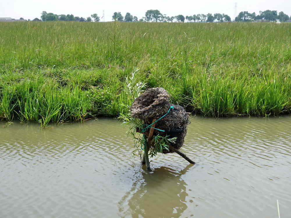 Zuidhorn, landgoed P&aacute;bema, 27-6-2021