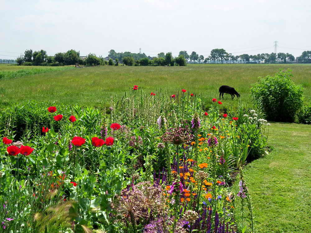 Zuidhorn, landgoed P&aacute;bema, 27-6-2021