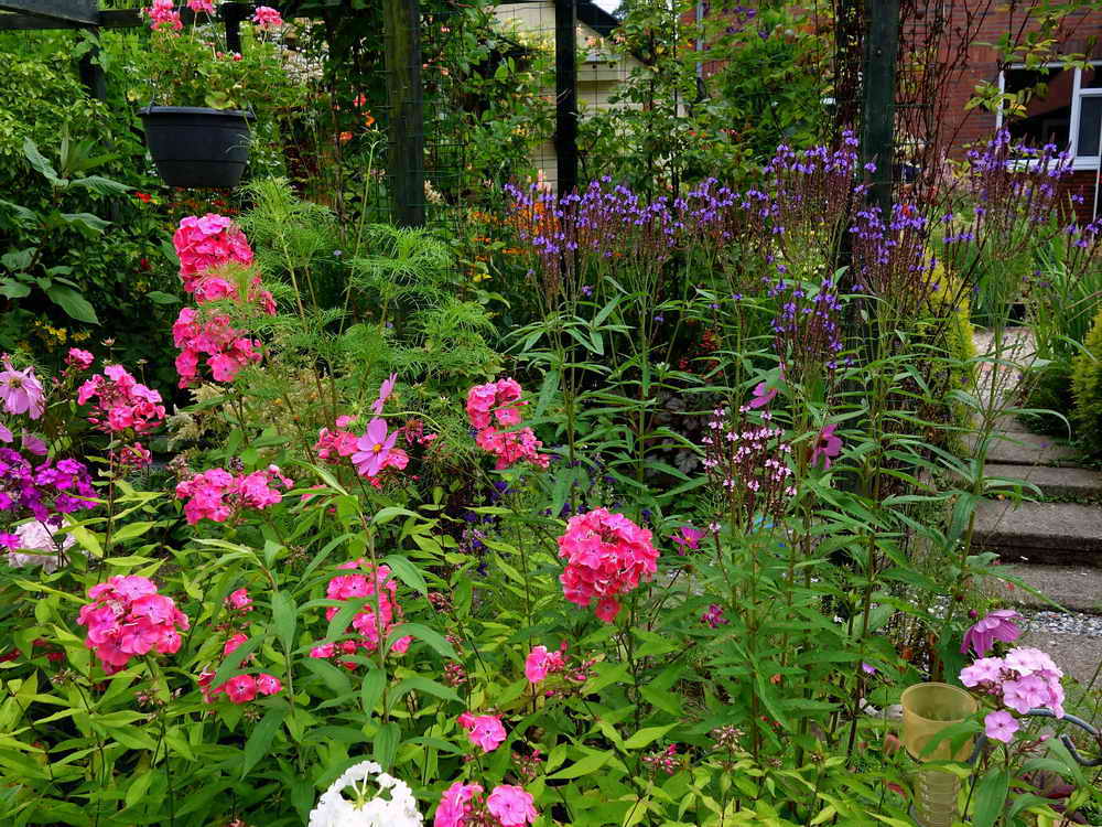 Appingedam, tuin Angelika van Til, 24-7-2021 Appingedam, tuin Angelika van Til, 24-7-2021