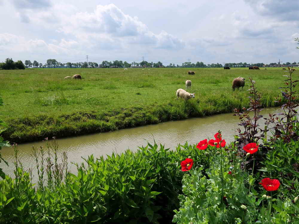 Zuidhorn, landgoed Pábema, 26-6-2022 Zuidhorn, landgoed Pábema, 26-6-2022