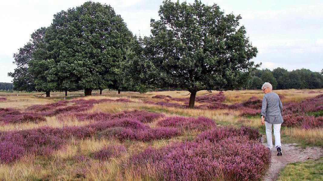 Oud-Avereest, bloeiende heide, 6-9-2012